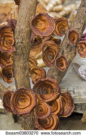 "Reishi Mushrooms (Ganoderma lucidum), also mushroom of immortality, Chiang Rai province, Thailand, Asia" View Large Photo Image Stock Image - "Reishi Mushrooms (Ganoderma lucidum), also mushroom of immortality, Chiang Rai province, Thailand, Asia". Fotosearch