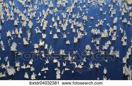 "Remnants of dead Mopane Trees (Colophospermum mopane) in a freshwater marsh, aerial view, Okavango Delta, Botswana, Africa" View Large Photo Image Stock Image - "Remnants of dead Mopane Trees (Colophospermum mopane) in a freshwater marsh, aerial view, Okavango Delta, Botswana, Africa". Fotosearch
