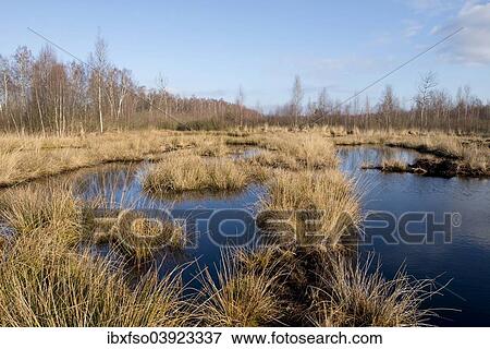 "Renatured moor area where peat was cut, Grosses Moor Nature Reserve, near Gifhorn, Lower Saxony, Germany, Europe" View Large Photo Image Stock Photo - "Renatured moor area where peat was cut, Grosses Moor Nature Reserve, near Gifhorn, Lower Saxony, Germany, Europe". Fotosearch