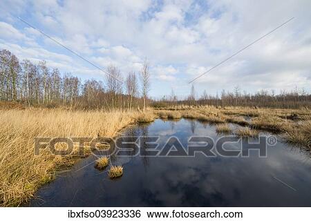 "Renatured moor area where peat was cut, Grosses Moor Nature Reserve, near Gifhorn, Lower Saxony, Germany, Europe" View Large Photo Image Stock Photograph - "Renatured moor area where peat was cut, Grosses Moor Nature Reserve, near Gifhorn, Lower Saxony, Germany, Europe". Fotosearch