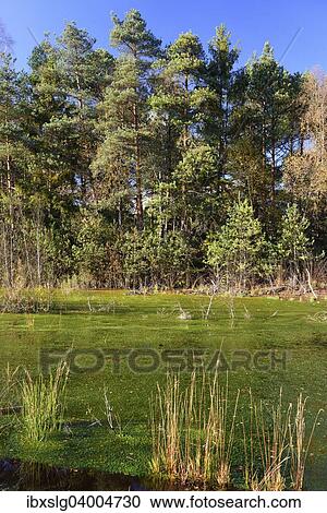"Renatured peat bog with newly-grown Peat Moss (Sphagum sp. ) and Purple Moor Grass (Molinia caerulea), Grundbeckenmoor, peat bog relic from the Wurm glacial period, Koller Filze near Raubling, Bavaria, Germany, Europe" View Large Photo Image Stock Image - "Renatured peat bog with newly-grown Peat Moss (Sphagum sp. ) and Purple Moor Grass (Molinia caerulea), Grundbeckenmoor, peat bog relic from the Wurm glacial period, Koller Filze near Raubling, Bavaria, Germany, Europe". Fotosearch
