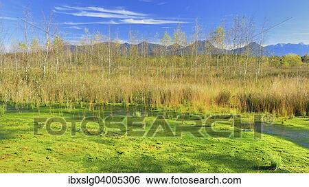 "Renatured peat bog with newly-grown Peat Moss (Sphagum sp. ) and Bulrush (Schoenoplectus lacustris), Grundbeckenmoor, peat bog relic from the Wurm glacial period, Koller Filze near Raubling, Bavaria, Germany, Europe" View Large Photo Image Stock Photograph - "Renatured peat bog with newly-grown Peat Moss (Sphagum sp. ) and Bulrush (Schoenoplectus lacustris), Grundbeckenmoor, peat bog relic from the Wurm glacial period, Koller Filze near Raubling, Bavaria, Germany, Europe". Fotosearch