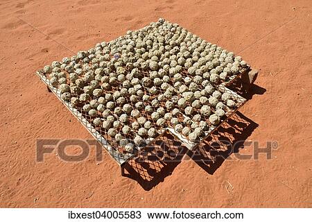 "Renewable energy, balls of recycled paper, papier mache, paper mache, drying in the sun, Namibia, Africa" View Large Photo Image Stock Image - "Renewable energy, balls of recycled paper, papier mache, paper mache, drying in the sun, Namibia, Africa". Fotosearch