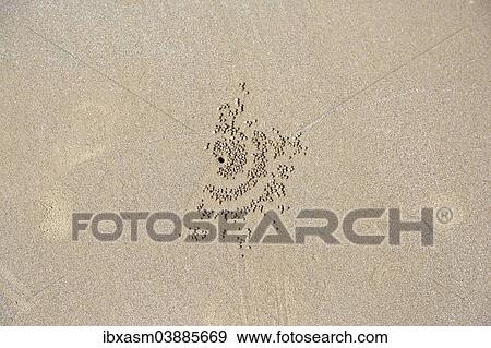 "Residues of a Sand Bubbler Crab (Scopimera globosa), Ao Nang Beach, Krabi Province, Thailand, Asia" View Large Photo Image Stock Photo - "Residues of a Sand Bubbler Crab (Scopimera globosa), Ao Nang Beach, Krabi Province, Thailand, Asia". Fotosearch
