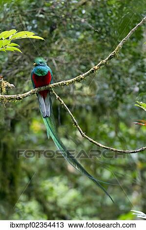 "Resplendent Quetzal (Pharomacrus mocinno), male, San Gerardo de Dota, Province of San Jose, Costa Rica, Central America, North America" View Large Photo Image Stock Image - "Resplendent Quetzal (Pharomacrus mocinno), male, San Gerardo de Dota, Province of San Jose, Costa Rica, Central America, North America". Fotosearch