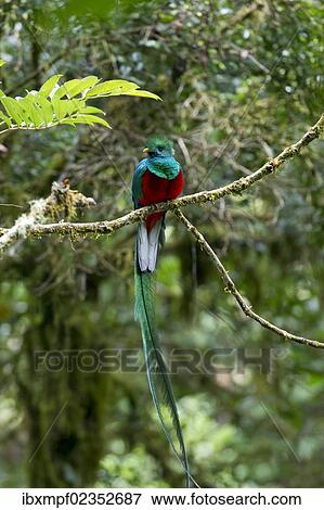 "Resplendent Quetzal (Pharomacrus mocinno), male, San Gerardo de Dota, San Jose Province, Costa Rica, Central America, North America" View Large Photo Image Stock Photo - "Resplendent Quetzal (Pharomacrus mocinno), male, San Gerardo de Dota, San Jose Province, Costa Rica, Central America, North America". Fotosearch