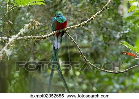 Stock Photography - "Resplendent Quetzal (Pharomacrus mocinno), male, San Gerardo de Dota, San Jose Province, Costa Rica, Central America, North America". Fotosearch