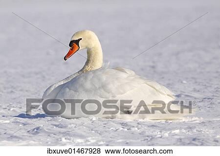 Resting Mute swan (Cygnus olor) in winter in snow View Large Photo Image Stock Photo - Resting Mute swan (Cygnus olor) in winter in snow. Fotosearch