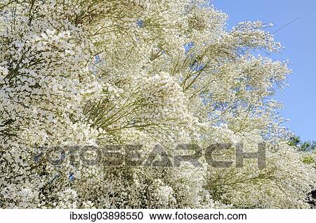 "Retama Broom (Retama raetam) near Santiago del Teide, Tenerife, Canary Islands Spain" View Large Photo Image Stock Image - "Retama Broom (Retama raetam) near Santiago del Teide, Tenerife, Canary Islands Spain". Fotosearch