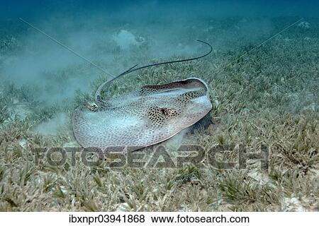 Stock Photo - "Reticulate whipray (Himantura uarnak) on seagrass meadow, Red Sea, Egypt, Africa". Fotosearch