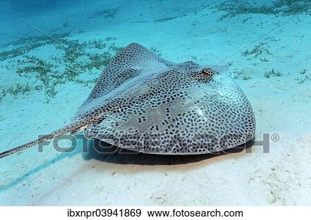 "Reticulate whipray (Himantura uarnak), Red Sea, Egypt, Africa" View Large Photo Image Stock Photo - "Reticulate whipray (Himantura uarnak), Red Sea, Egypt, Africa". Fotosearch