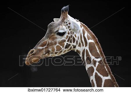 "Reticulated giraffe (Giraffa camelopardalis reticulata), portrait" View Large Photo Image Picture - "Reticulated giraffe (Giraffa camelopardalis reticulata), portrait". Fotosearch