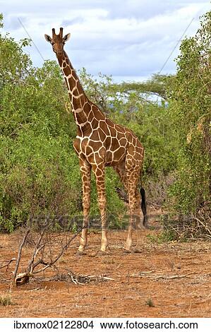 "Reticulated Giraffe (Giraffa camelopardalis reticulata), Samburu National Reserve, Kenya, East Africa, PublicGround, Africa" View Large Photo Image Picture - "Reticulated Giraffe (Giraffa camelopardalis reticulata), Samburu National Reserve, Kenya, East Africa, PublicGround, Africa". Fotosearch