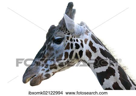 "Reticulated Giraffe (Giraffa camelopardalis reticulata), portrait, captive" View Large Photo Image Picture - "Reticulated Giraffe (Giraffa camelopardalis reticulata), portrait, captive". Fotosearch