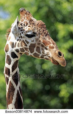 Picture - "Reticulated Giraffe (Giraffa camelopardalis reticulata), adult, portrait, captive, Miami, Florida, USA". Fotosearch