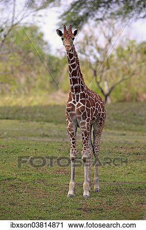 "Reticulated Giraffe (Giraffa camelopardalis reticulata), adult, captive, Miami, Florida, USA" View Large Photo Image Stock Image - "Reticulated Giraffe (Giraffa camelopardalis reticulata), adult, captive, Miami, Florida, USA". Fotosearch