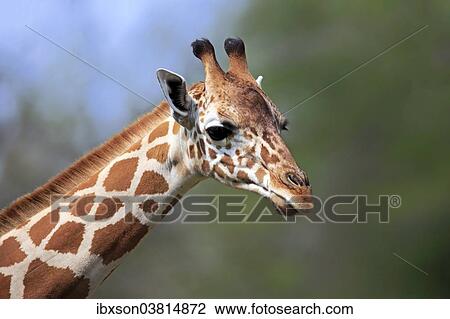 Stock Image - "Reticulated Giraffe (Giraffa camelopardalis reticulata), adult, portrait, captive, Miami, Florida, USA". Fotosearch