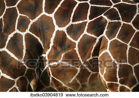"Reticulated Giraffe (Giraffa camelopardalis reticulata), fur, detail, captive" View Large Photo Image Stock Photo - "Reticulated Giraffe (Giraffa camelopardalis reticulata), fur, detail, captive". Fotosearch