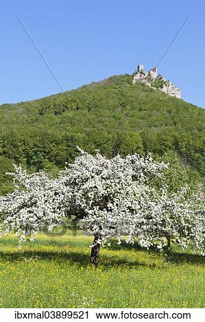 "Reussenstein castle ruins above Neidlingen Valley, Baden-Wurttemberg, Germany, Europe" View Large Photo Image Stock Image - "Reussenstein castle ruins above Neidlingen Valley, Baden-Wurttemberg, Germany, Europe". Fotosearch