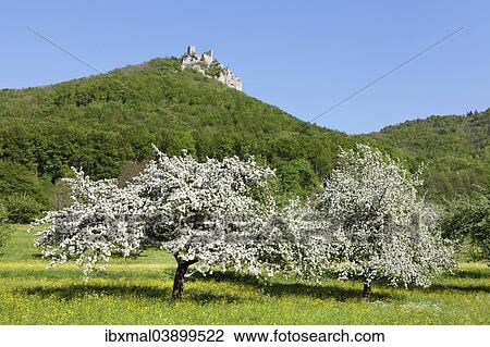 "Reussenstein castle ruins above Neidlingen Valley, Baden-Wurttemberg, Germany, Europe" View Large Photo Image Stock Image - "Reussenstein castle ruins above Neidlingen Valley, Baden-Wurttemberg, Germany, Europe". Fotosearch