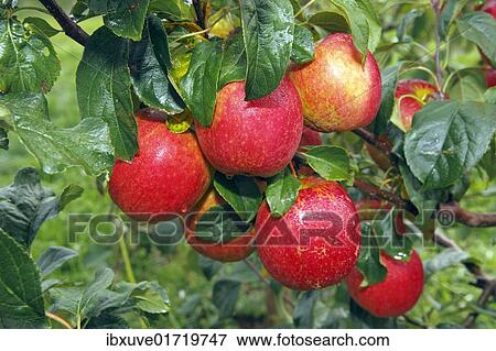 "Rewena"""" Apples (Malus domestica) growing on an apple tree, fruit-growing region Altes Land, Lower Saxony, Hamburg, Germany, Europe" View Large Photo Image Stock Photo - "Rewena"""" Apples (Malus domestica) growing on an apple tree, fruit-growing region Altes Land, Lower Saxony, Hamburg, Germany, Europe". Fotosearch