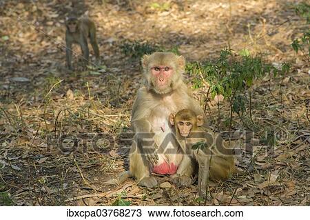 "Rhesus macaque (Macaca mulatta) with young, Rajasthan, India, Asia" View Large Photo Image Stock Image - "Rhesus macaque (Macaca mulatta) with young, Rajasthan, India, Asia". Fotosearch