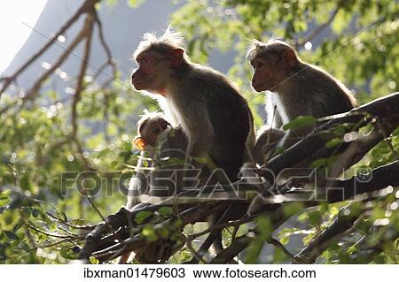 Stock Image - "Rhesus macaques or Rhesus monkeys (Macaca mulatta), Courtallam, Western Ghats, Tamil Nadu, Tamilnadu, South India, India, Asia". Fotosearch