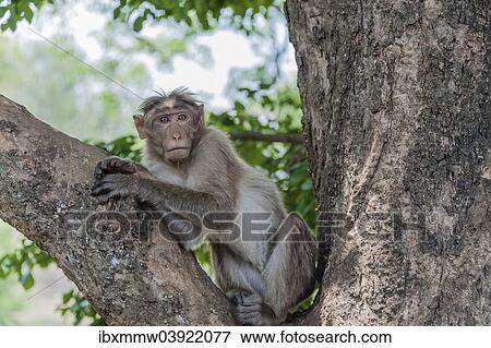 "Rhesus monkey (Macaca mulatta), Mudumalai Wildlife Sanctuary, Tamil Nadu, India, Asia" View Large Photo Image Stock Photo - "Rhesus monkey (Macaca mulatta), Mudumalai Wildlife Sanctuary, Tamil Nadu, India, Asia". Fotosearch