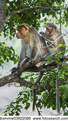 Stock Photo - "Rhesus monkeys (Macaca mulatta) grooming, Mudumalai Wildlife Sanctuary, Tamil Nadu, India, Asia". Fotosearch