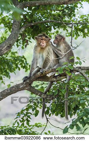 Stock Photograph - "Rhesus monkeys (Macaca mulatta) grooming, Mudumalai Wildlife Sanctuary, Tamil Nadu, India, Asia". Fotosearch