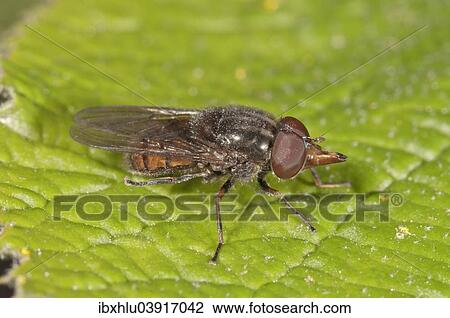 "Rhingia campestris hover fly (Rhingia campestris), Baden-Wurttemberg, Germany, Europe" View Large Photo Image Stock Image - "Rhingia campestris hover fly (Rhingia campestris), Baden-Wurttemberg, Germany, Europe". Fotosearch