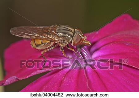 "Rhingia campestris hoverfly, sucking nectar from bloody crane's-bill, Baden-Wurttemberg, Germany, Europe" View Large Photo Image Stock Image - "Rhingia campestris hoverfly, sucking nectar from bloody crane's-bill, Baden-Wurttemberg, Germany, Europe". Fotosearch