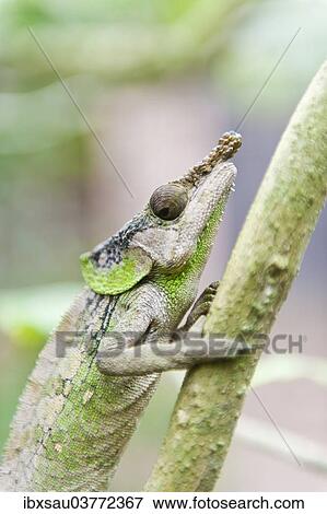 "Rhinoceros Chameleon (Furcifer rhinoceratus), Exotic Parc, Peyriar, Madagascar, Africa" View Large Photo Image Stock Photo - "Rhinoceros Chameleon (Furcifer rhinoceratus), Exotic Parc, Peyriar, Madagascar, Africa". Fotosearch