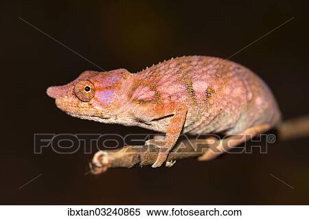"Rhinoceros Chameleon (Furcifer rhinoceratus), Ankarafantsika, West-Madagaskar, Madagascar, Africa" View Large Photo Image Stock Photography - "Rhinoceros Chameleon (Furcifer rhinoceratus), Ankarafantsika, West-Madagaskar, Madagascar, Africa". Fotosearch