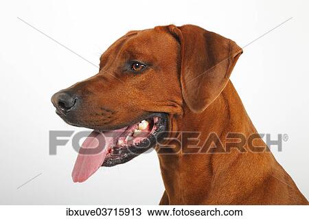 "Rhodesian Ridgeback, dog, male, portrait, Germany, Europe" View Large Photo Image Stock Image - "Rhodesian Ridgeback, dog, male, portrait, Germany, Europe". Fotosearch