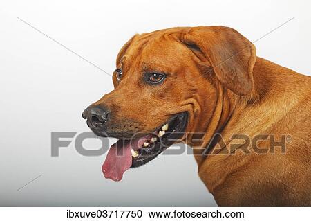 "Rhodesian Ridgeback, dog, male, portrait, Germany, Europe" View Large Photo Image Stock Image - "Rhodesian Ridgeback, dog, male, portrait, Germany, Europe". Fotosearch