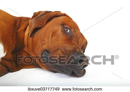 "Rhodesian Ridgeback, dog, male, Germany, Europe" View Large Photo Image Stock Photo - "Rhodesian Ridgeback, dog, male, Germany, Europe". Fotosearch