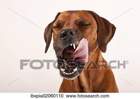 "Rhodesian Ridgeback, male dog, licking his tongue around his mouth, portrait" View Large Photo Image Stock Image - "Rhodesian Ridgeback, male dog, licking his tongue around his mouth, portrait". Fotosearch