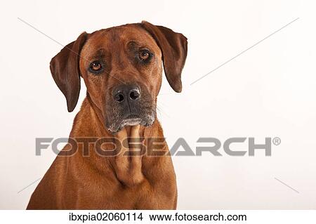 "Rhodesian Ridgeback, male dog, portrait" View Large Photo Image Picture - "Rhodesian Ridgeback, male dog, portrait". Fotosearch