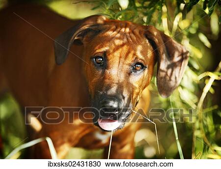 "Rhodesian Ridgeback, male puppy, 15 weeks" View Large Photo Image Stock Image - "Rhodesian Ridgeback, male puppy, 15 weeks". Fotosearch