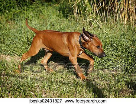 Stock Photo - "Rhodesian Ridgeback, male puppy, 15 weeks". Fotosearch