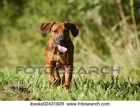 "Rhodesian Ridgeback, male puppy, 15 weeks" View Large Photo Image Stock Photo - "Rhodesian Ridgeback, male puppy, 15 weeks". Fotosearch