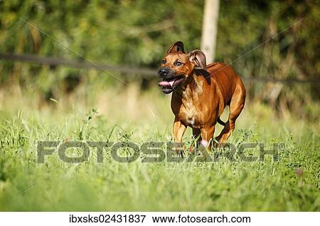"Rhodesian Ridgeback, male puppy, 15 weeks" View Large Photo Image Stock Photo - "Rhodesian Ridgeback, male puppy, 15 weeks". Fotosearch