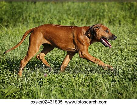 "Rhodesian Ridgeback, male puppy, 15 weeks" View Large Photo Image Stock Photography - "Rhodesian Ridgeback, male puppy, 15 weeks". Fotosearch