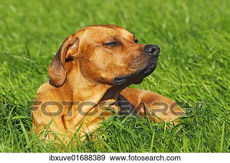 "Rhodesian Ridgeback, two year-old male, portrait" View Large Photo Image Stock Photo - "Rhodesian Ridgeback, two year-old male, portrait". Fotosearch