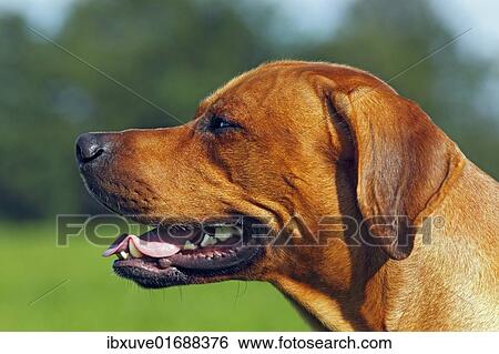Stock Photograph - "Rhodesian Ridgeback, two year-old male, portrait". Fotosearch