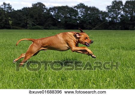 Stock Photograph - "Rhodesian Ridgeback, two year-old male, on the move, running over a meadow". Fotosearch