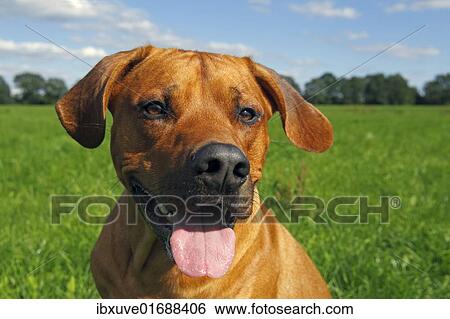 "Rhodesian Ridgeback, two year-old male, portrait" View Large Photo Image Stock Photograph - "Rhodesian Ridgeback, two year-old male, portrait". Fotosearch