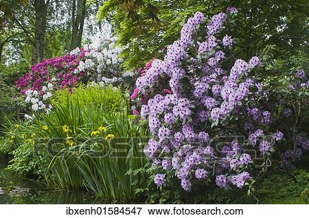 Rhododendron blossom in the garden View Large Photo Image Stock Photo - Rhododendron blossom in the garden. Fotosearch