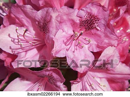 "Rhododendron, blossoms, pink, pistil" View Large Photo Image Picture - "Rhododendron, blossoms, pink, pistil". Fotosearch